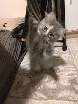 サイベリアンちゃん 様のお迎えした子猫