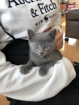 J.E 様のお迎えした子猫