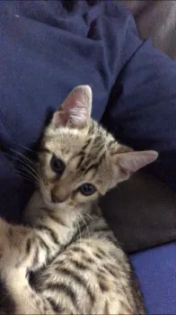 MONAMONA 様のお迎えした子猫