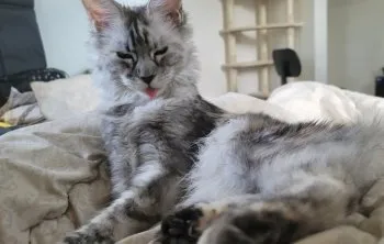 班長 様のお迎えした子猫