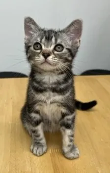 akiny 様のお迎えした子猫