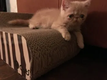 seizen 様のお迎えした子猫