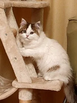 T.M 様のお迎えした子猫