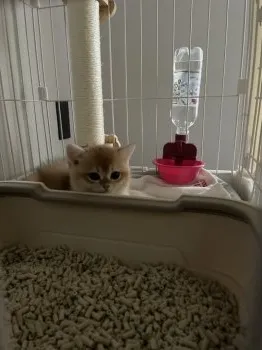 T.T 様のお迎えした子猫