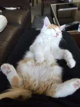 ごろりん 様のお迎えした子猫