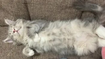 あず 様のお迎えした子猫