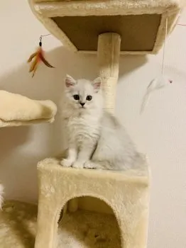 トウヒ 様のお迎えした子猫