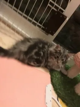 ひりこ 様のお迎えした子猫