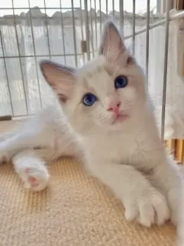A.U 様のお迎えした子猫