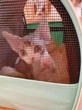 S.S 様のお迎えした子猫