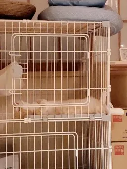 Y.T 様のお迎えした子猫