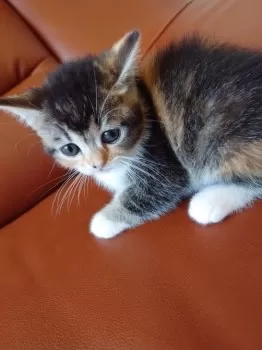 がうちゃん 様のお迎えした子猫