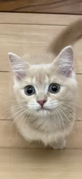 Y.M 様のお迎えした子猫