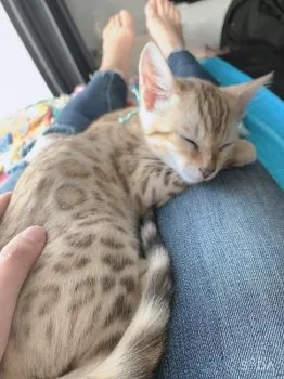 yumi 様のお迎えした子猫