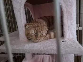 みさみさ 様のお迎えした子猫