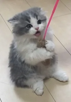 T.U 様のお迎えした子猫