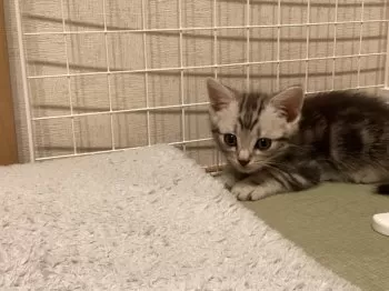 T.N 様のお迎えした子猫