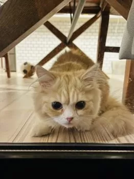 T.K 様のお迎えした子猫