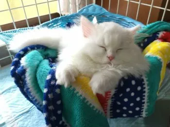 アルシェのおうち 様のお迎えした子猫