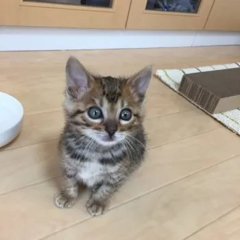 ミント 様のお迎えした子猫