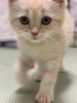 K.Ｉ 様のお迎えした子猫