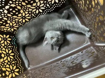 K.K 様のお迎えした子猫