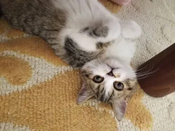 のりこ 様のお迎えした子猫
