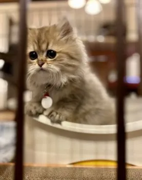 ラム 様のお迎えした子猫