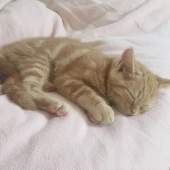 まるまる 様のお迎えした子猫
