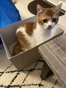 N.M 様のお迎えした子猫