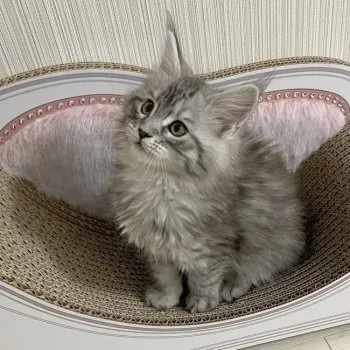 まこ 様のお迎えした子猫