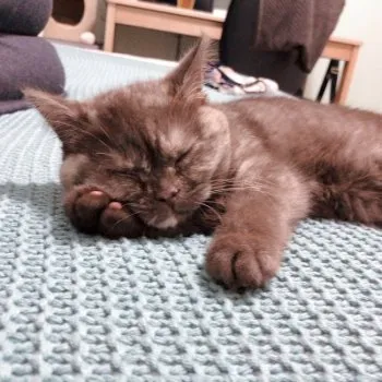 あすみ 様のお迎えした子猫