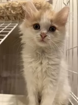 Y.I 様のお迎えした子猫