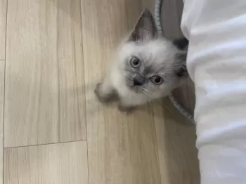 R 様のお迎えした子猫