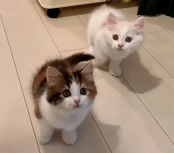 M.K 様のお迎えした子猫