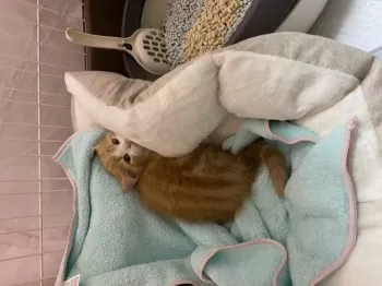 Y.Y 様のお迎えした子猫