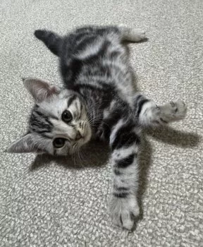 C.S 様のお迎えした子猫