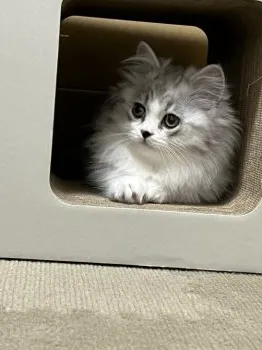 M.A 様のお迎えした子猫