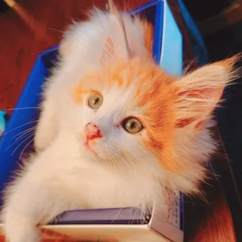 ひかる丸 様のお迎えした子猫