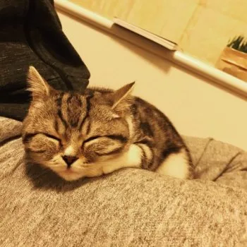 カイくんママ 様のお迎えした子猫