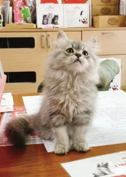 Noël 様のお迎えした子猫