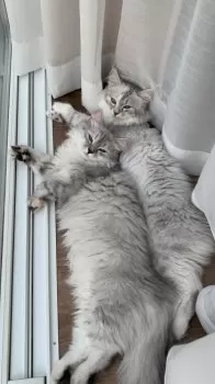 もふとろ 様のお迎えした子猫