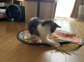 emmy 様のお迎えした子猫