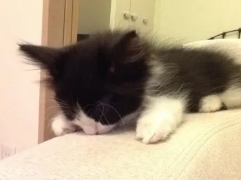 kiriko 様のお迎えした子猫