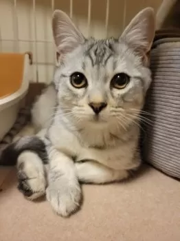 N.U 様のお迎えした子猫