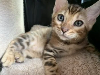 T.Y 様のお迎えした子猫