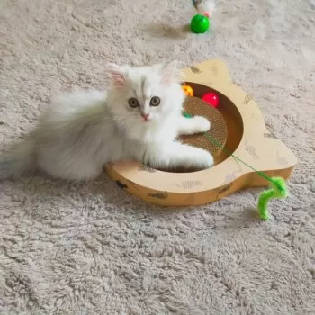 なるっぷ 様のお迎えした子猫