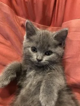 ウニママ 様のお迎えした子猫