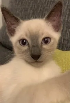 Pue 様のお迎えした子猫