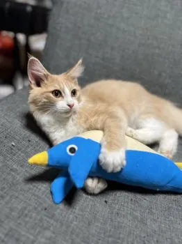 ミルポポ 様のお迎えした子猫